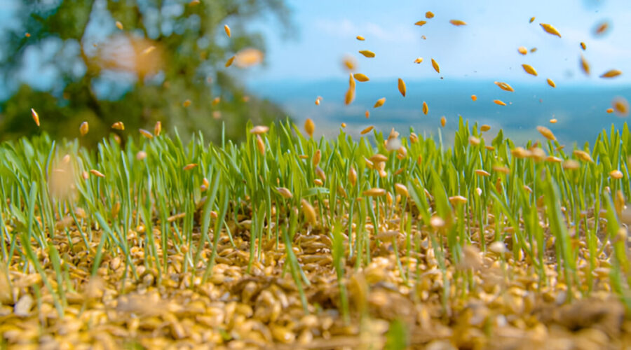 Overseeding