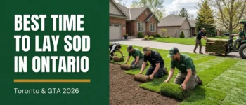 Best Time to Lay Sod in Ontario: Spring vs Fall Timing Guide