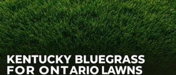 Kentucky Bluegrass for Ontario Lawns: What You Need to Know