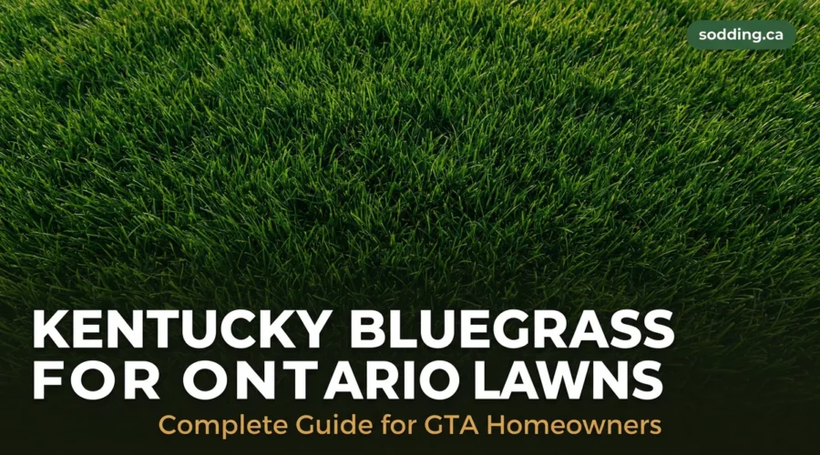 Kentucky Bluegrass for Ontario Lawns: What You Need to Know | Sodding Canada GTA