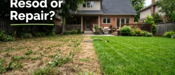 What Are the Signs Your Lawn Needs Resodding Instead of Just Repair?