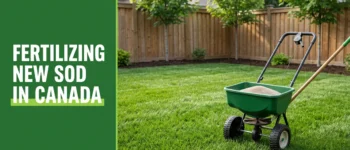 A Complete Guide to Fertilizing New Sod in Canada for Best Results