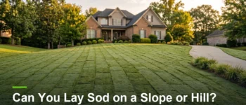 Can You Lay Sod on a Slope or Hill? A Homeowner’s Guide