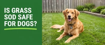 Is Grass Sod Safe for Dogs? A Pet Owner’s Guide to New Lawns