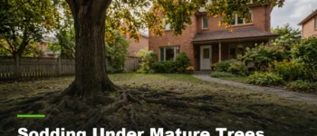 Sodding Under Mature Trees: What Etobicoke Homeowners Should Know